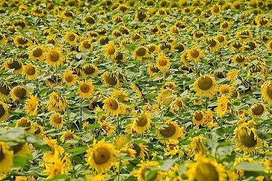 名越稔洋新作用上虚幻5 多家日厂人才加盟